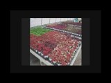 GARDEN CENTER BUFFALO NEW YORK NY,,GARDEN, CENTER, ...