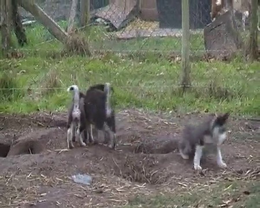 CHIOTS SIBERIAN HUSKY DE 2 MOIS S'AMUSENT