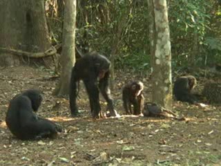 Les chimpanzés face à la mort
