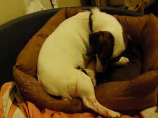 bébé jack russel de DARWIN vieu de 10 minutes