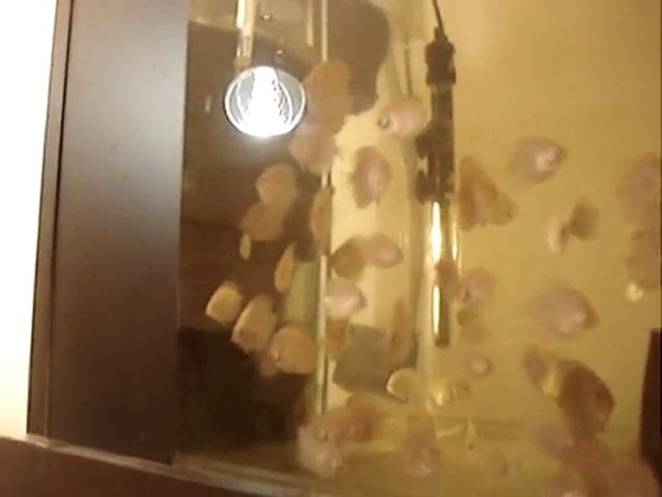 red valentine yavrular-rose red yavrular