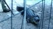 Angry alligator bites wrangler in Florida