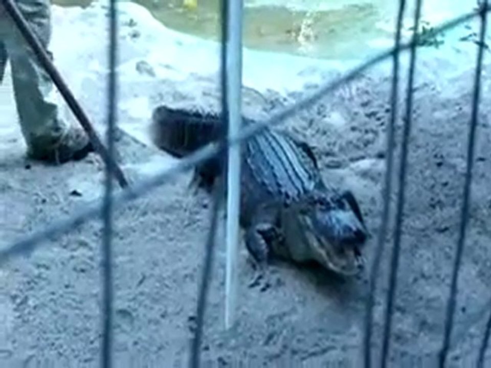 Angry alligator bites wrangler in Florida