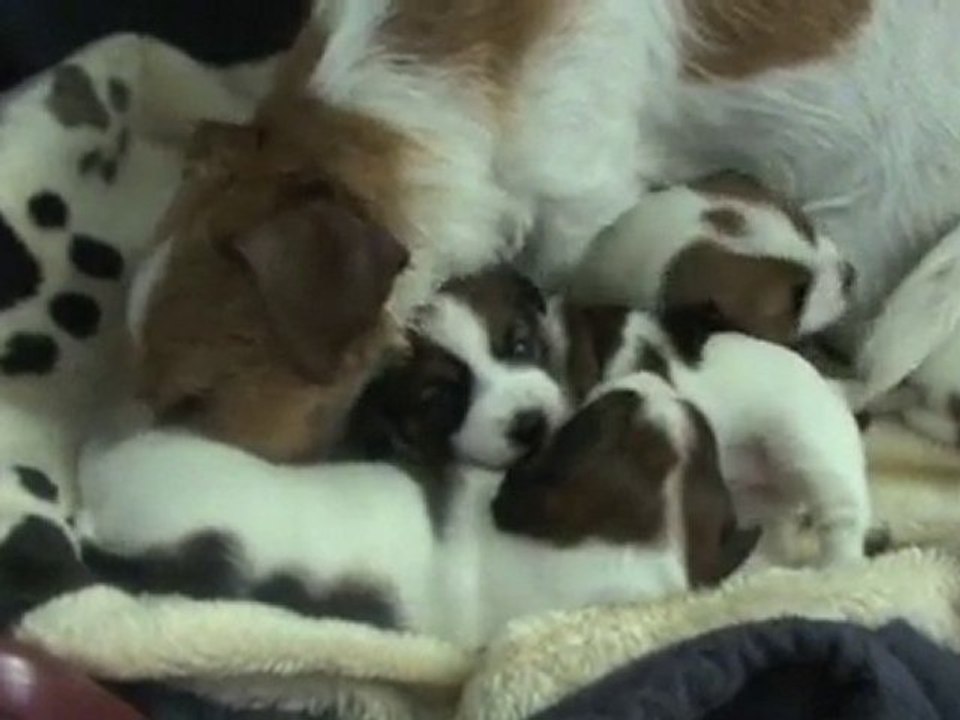 Les chiots grandissent (Moyen)