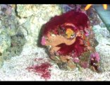 UV Sterilizers Emperor Aquatics - BRS Bulk Reef Supply