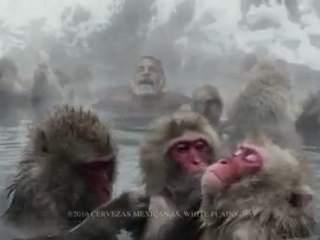 The Most Interesting Man in the World Snow Monkeys