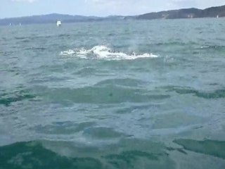 Dauphins Bay of Islands NZ P1010094