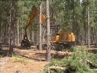 AFM 85 Magnum on Kato in Thinnings