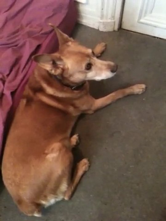 Feneck Zoom Zoom Zen - Un chien chante Ma Benz de NTM