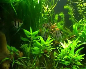 Mon 450 litres amazonien