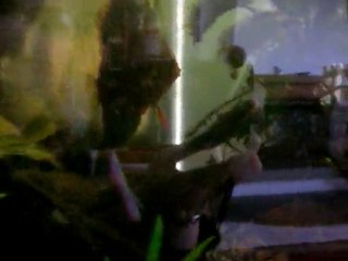 Jeunes discus ( sous bonne garde)