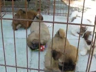 Beautiful Shih Tzu puppies at play in Georgia
