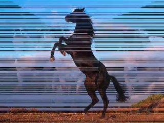 Les plus beau chevaux