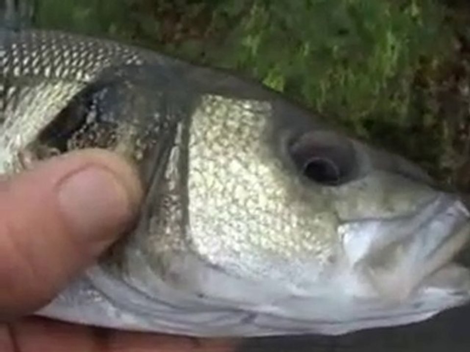 Levrek balığının özellikleri..