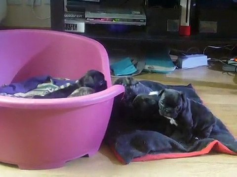 chiot bouledogue français