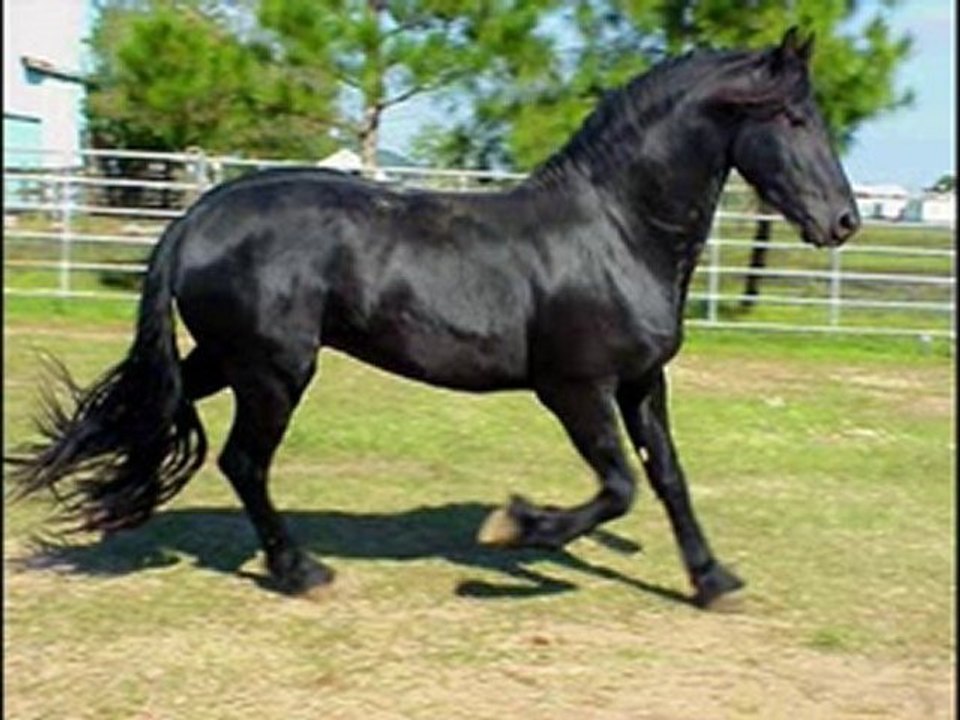 Nedim varol, Tufanbeyli, .Adana. 2010 . KÖROĞLU KOÇAKLAMASI.