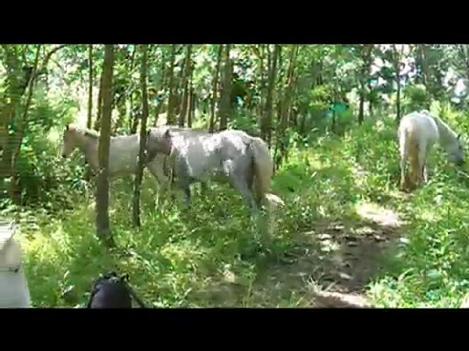 Changement de pature mai 2010, de l'autre côté la forêt.