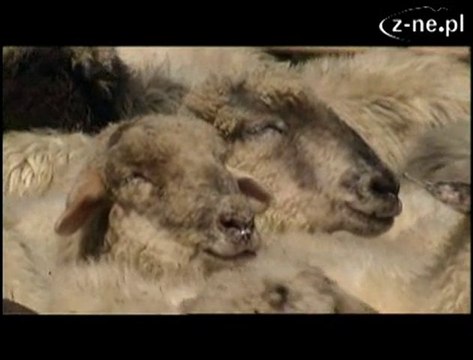 Filmowa relacja ze Święta Bacowskiego w Ludźmierzu