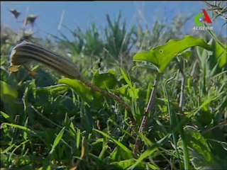 Patrimoine archéologique jijelien en danger 2