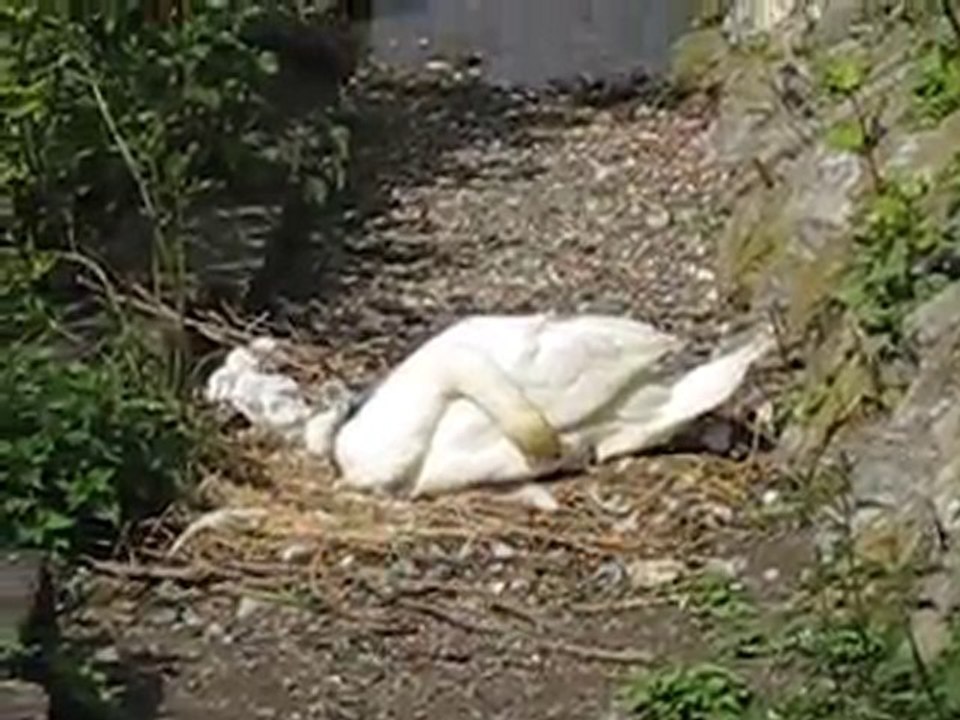 Maman cygne et son petit
