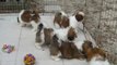 Shih Tzu puppies for sale in GA FL AL