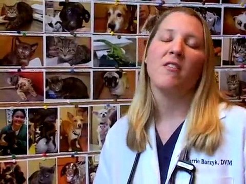 Chicago Mayfest Higgins Animal Clinic Chicago Pet Expo