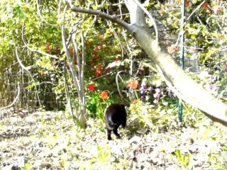 Chat Sculptures-Vivantes en Métamorphoses-Printanière chap1