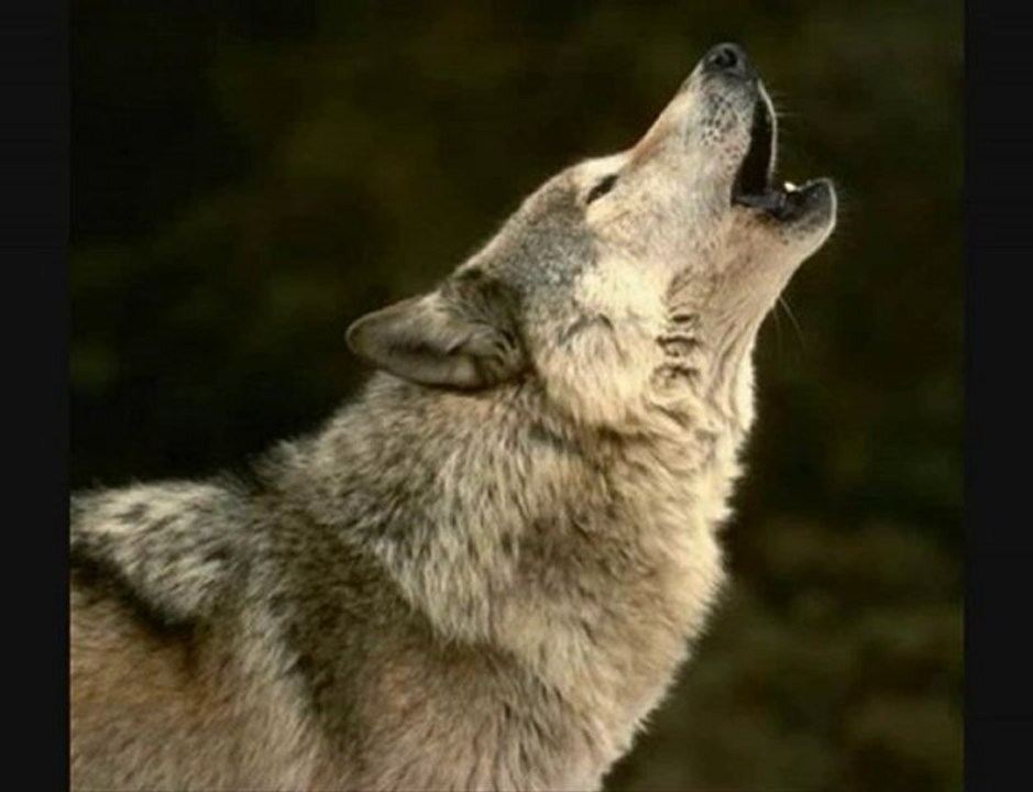 Howling Wolf