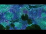 Discovery - TV Spot Discovery (Japanese)
