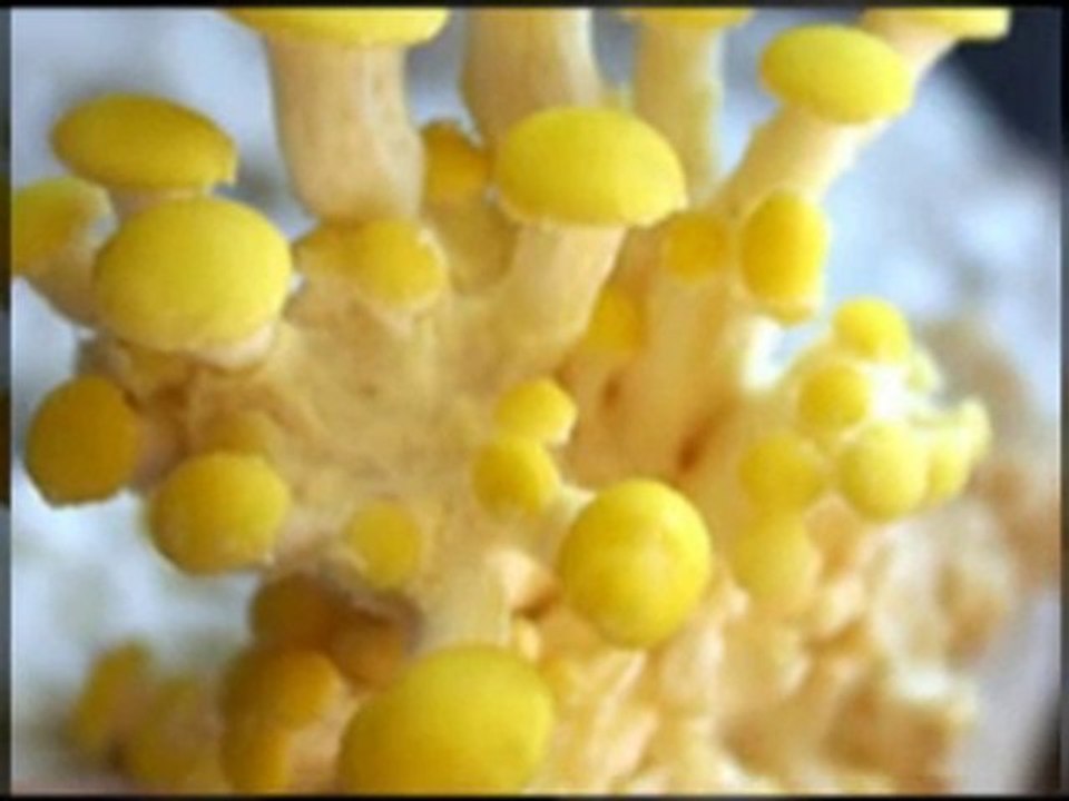 All You Need to Know about growing mushrooms