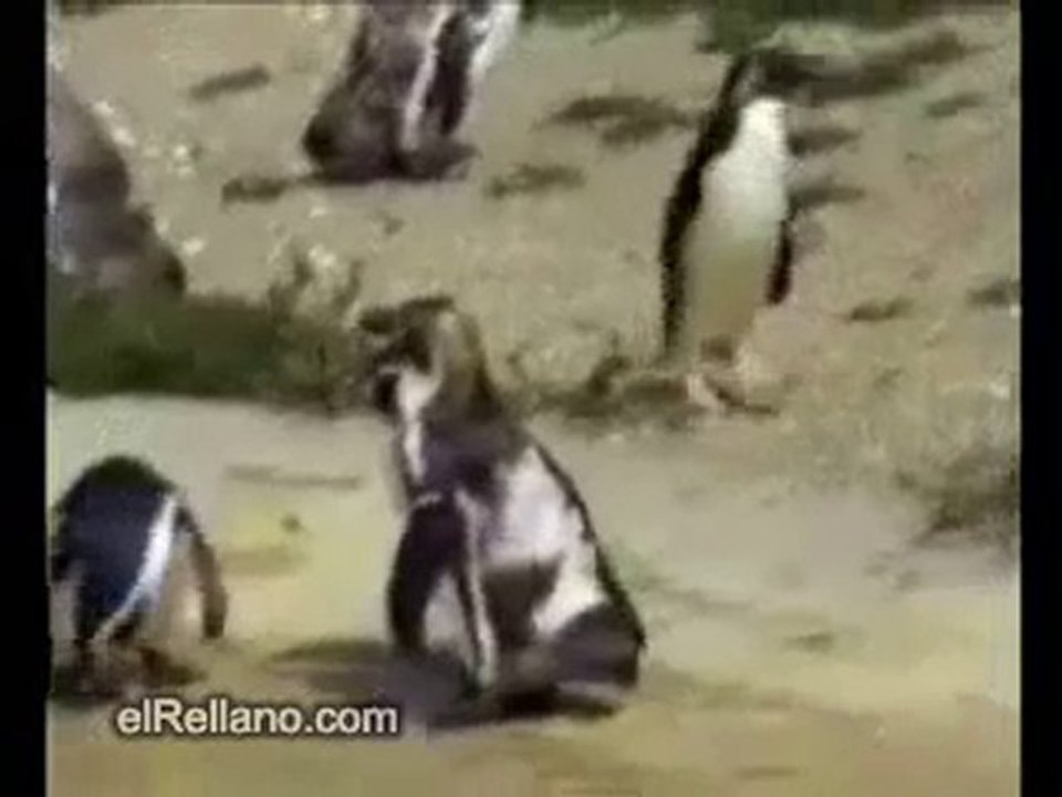 Il pinguino sotto anfetamine