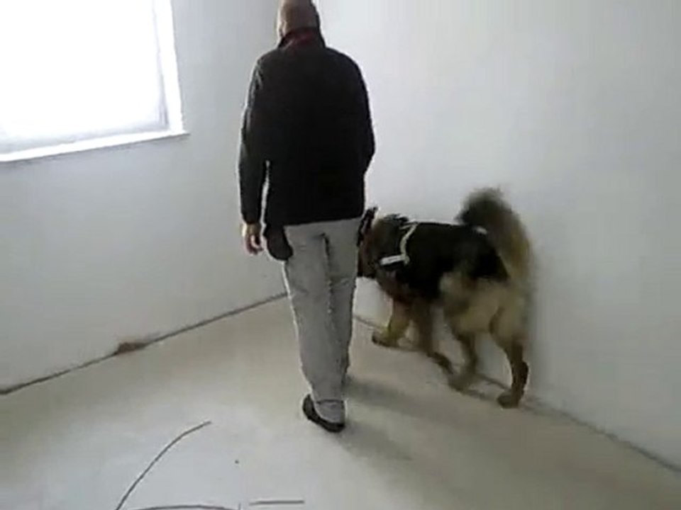 Schimmelspürhund - http://hund-sucht-schimmel.de