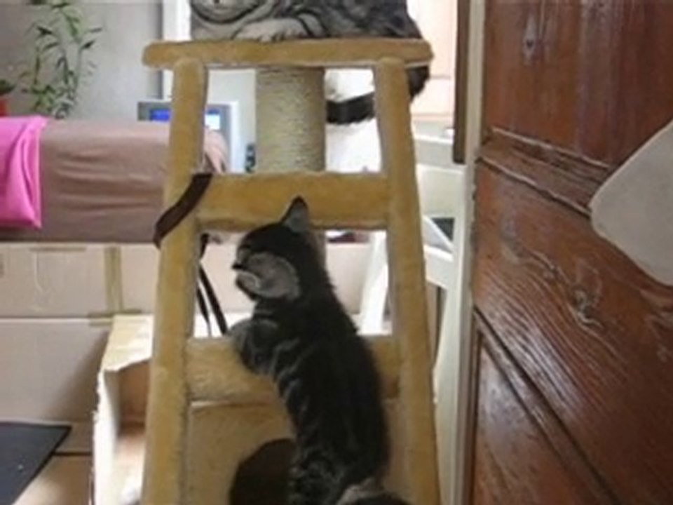 flynn et le foncé