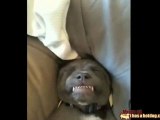 Il cane che sorride mentre dorme