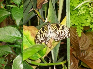 La serre tropicale d'Honfleur