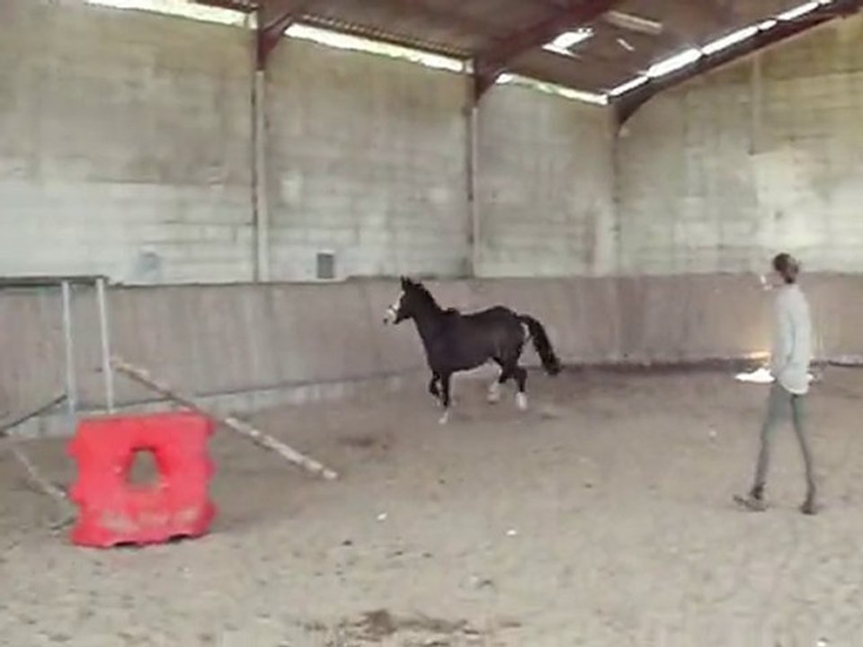 klarissa ponette welsh 1m40 a vendre