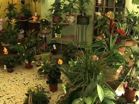 Ode Aux Fleurs :Fleurs et bouquets pour décoration-Marseille