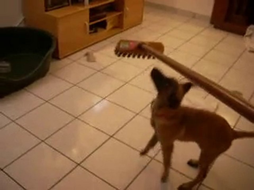 Fidji et le balai brosse