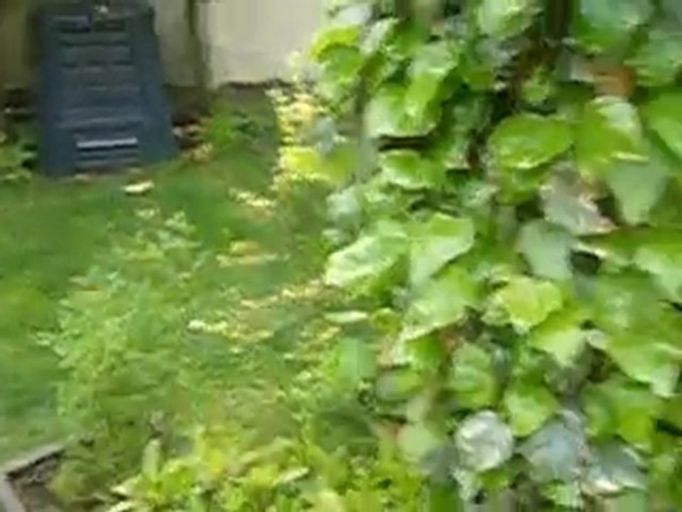 jack russel eicka 1