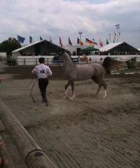 Arabian Masters - Championnat Mâles de 3 ans