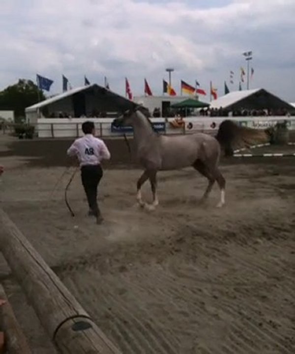 Arabian Masters - Championnat Mâles de 3 ans