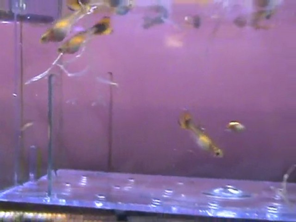 guppy OR