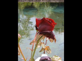 yarim senden ayrılalı oğuz aksaç