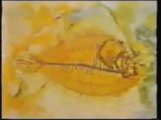 Évolution ou création 3/4