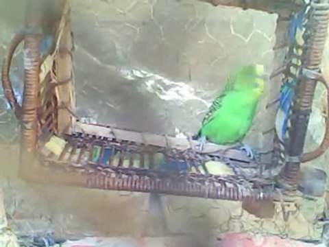 comedie avec les perruche ondulée