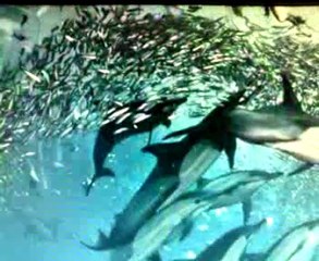 LADY HAGUA - LA GATA BAJO LA LLUVIA.