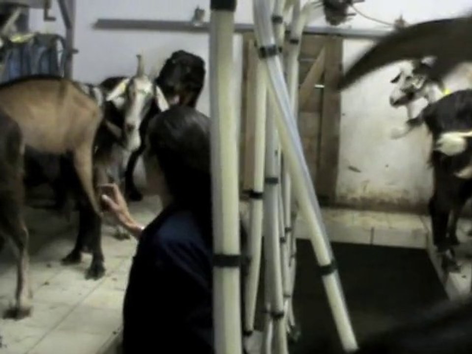 Urkan chien Beauceron sur le quai de traite