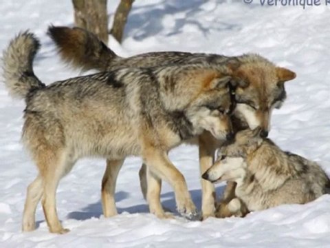 Wolves tribute - Hommage aux loups