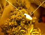 ready to harvest - medical cannabis - harvesting