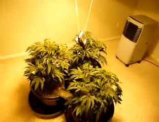 medical cannabis grow room - how to grow cannabis